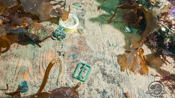 So far archaeologists have focused on assessing the state of the wreck, cleaning off kelp, and retrieving certain artifacts that are clearly exposed. This view of the lower deck of Erebus, near the sailor’s quarters, shows several objects that have been raised, including a belt buckle, a white ceramic ointment pot, and a concretion of percussion caps (adjacent to the pot). Ceramic pots like this one could have held shaving cream, shoe polish, or condiments—lab tests of the clay-like substance inside may reveal what this one contained. (Parks Canada)