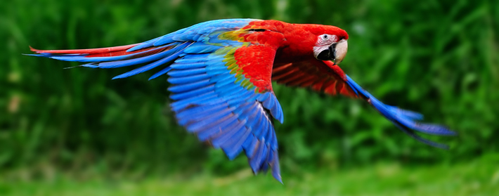 Trenches Scarlet Macaw