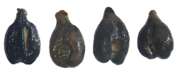 cetamura-del-chianti-grape-seeds