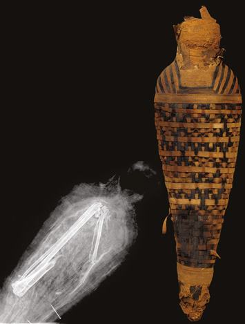 Egypt Animal Mummies Hawk