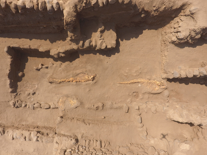 The burials of two whales unearthed beneath the platform at Pampa la Cruz were oriented as if they were swimming inland. 