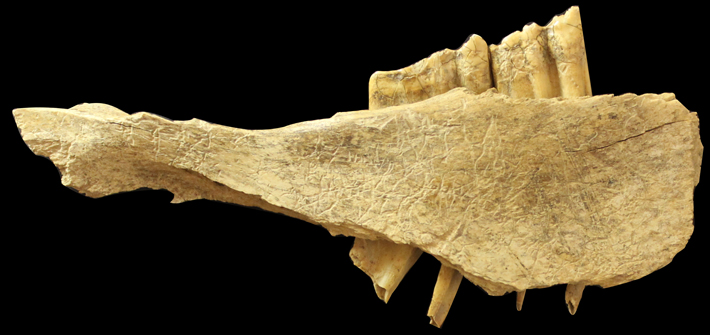 Trenches Canada Horse Mandible