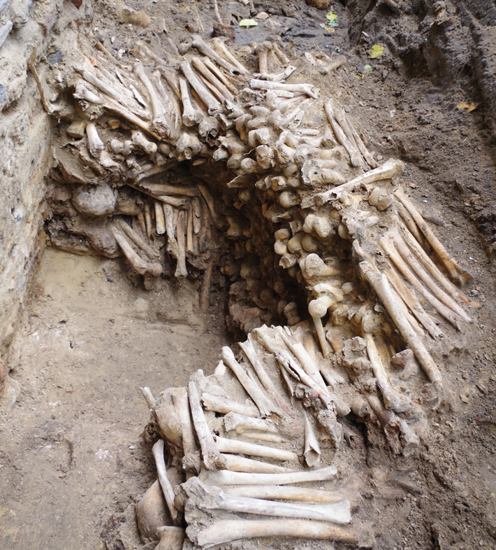 Digs Belgium Bone Walljpeg