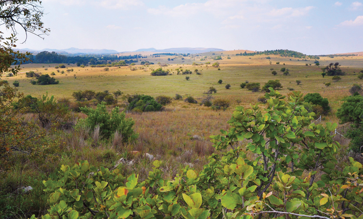 MJ22 Digs South Africa Cradle Landscape