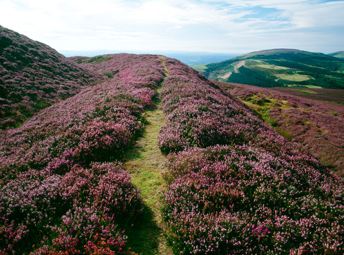 Wales Hillforts Heather