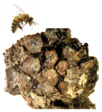 Trenches Etruscan Ancient Honeycomb Bee