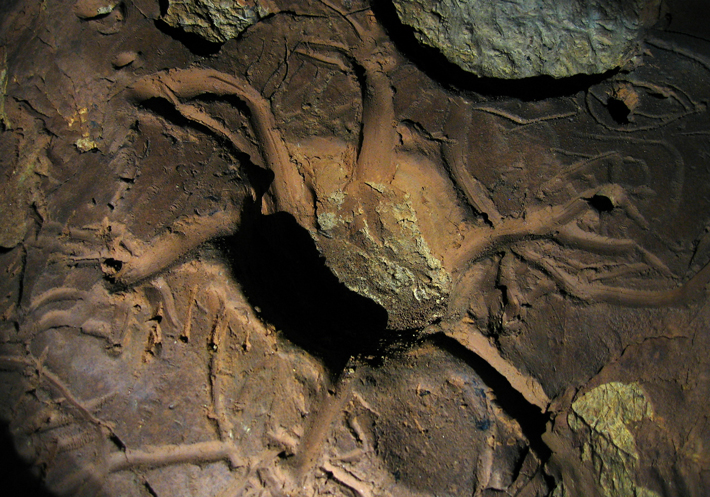An elaborately incised mud glyph discovered in Unnamed Cave 36 may depict a turtle.