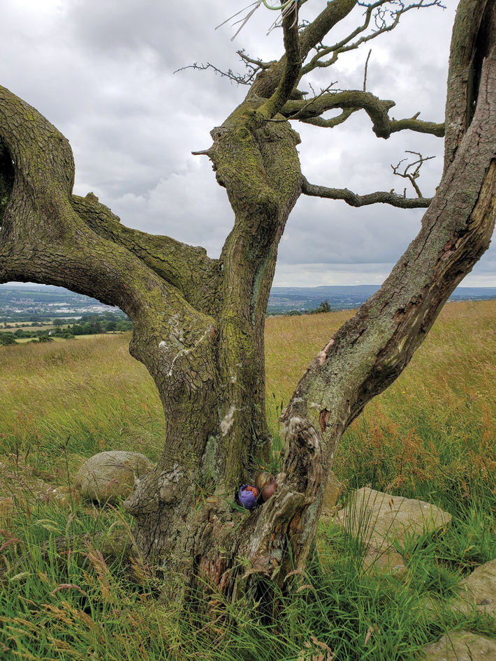 Pendle Lancashire Hawthorn Tree