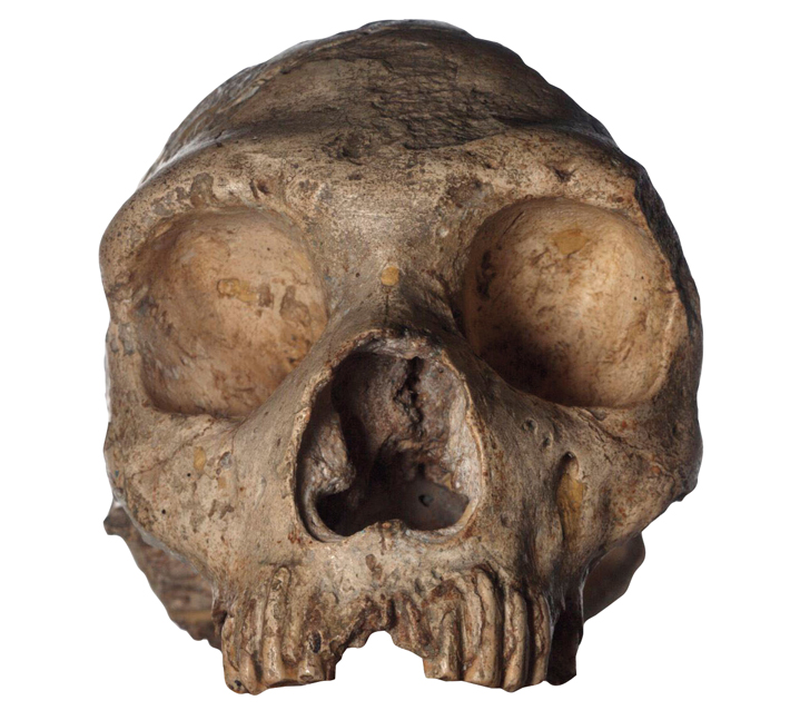 Digs Neanderthal Skull