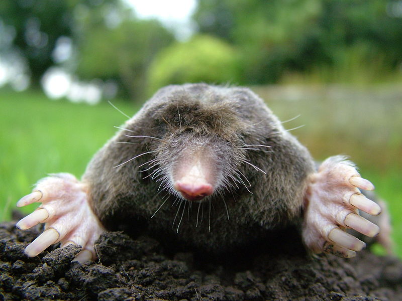 800px-Close-up of mole