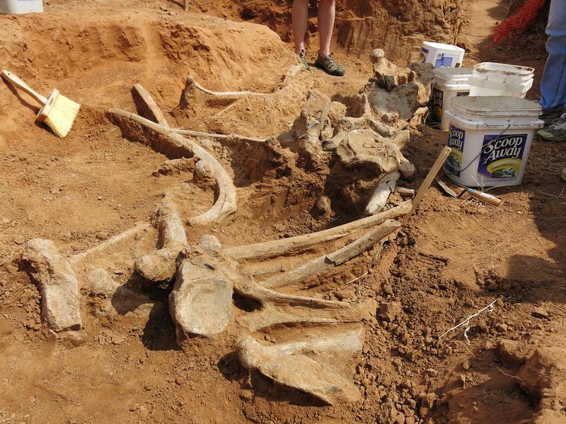 Oklahoma Mammoth Skeleton
