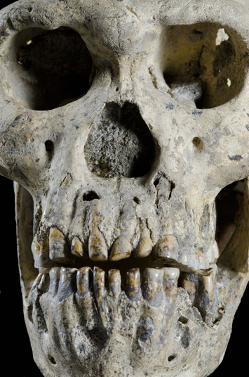 dmanisi-skull-homo-erectus