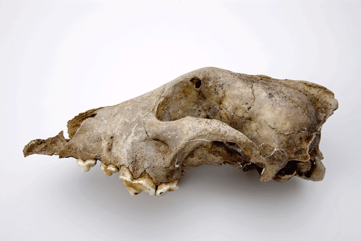 Dog Skull Belgium