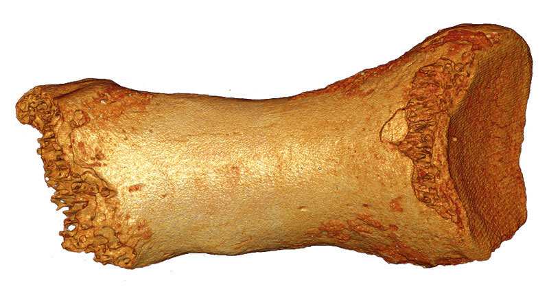 neanderthal-toe-bone-denisova-cave