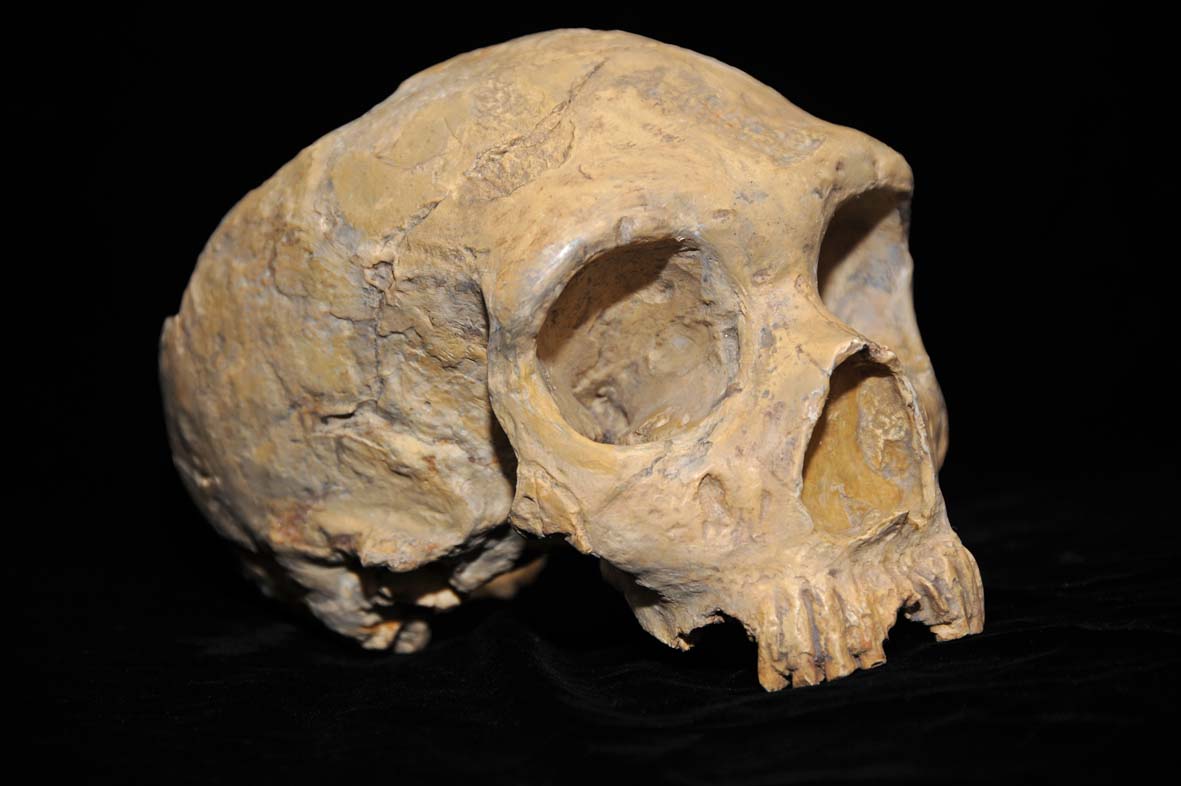 Neanderthal skull from Forbes Quarry