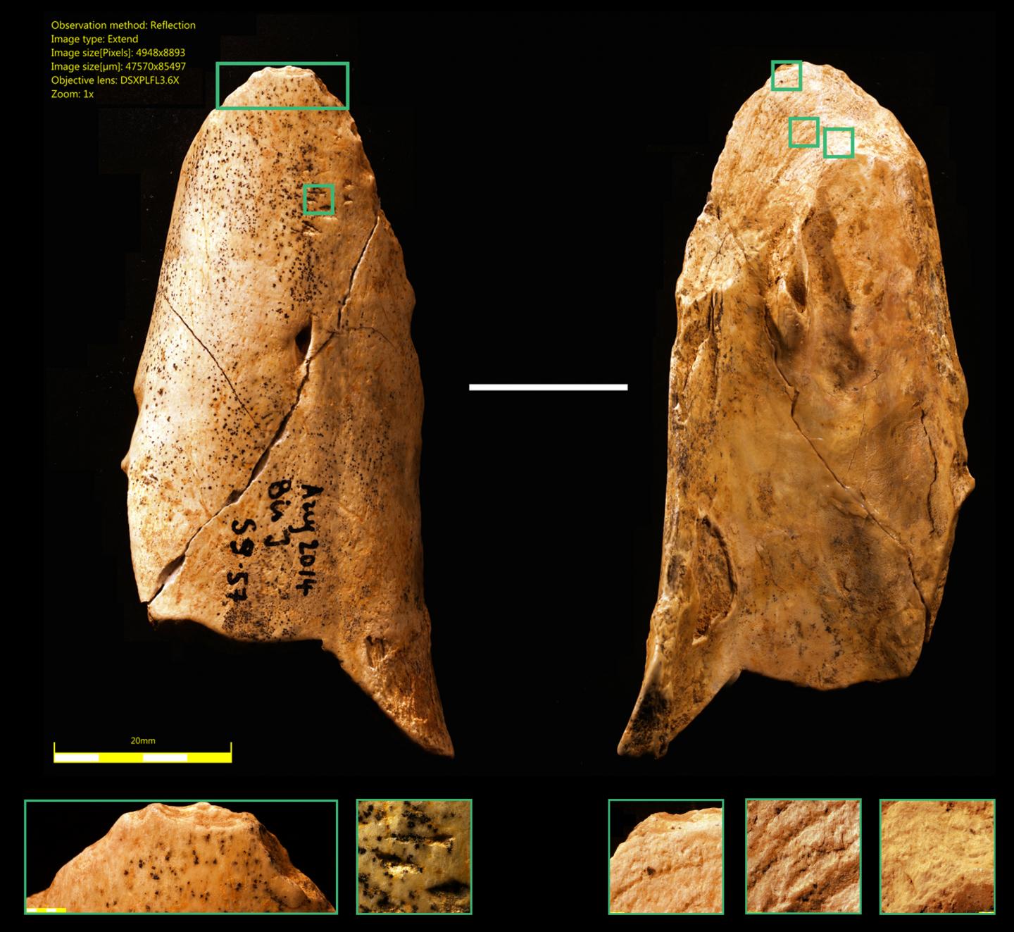 France-Neanderthal-bone-tool.jpg
