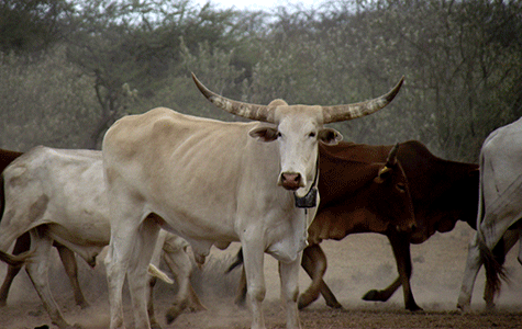 African-Cattle-Study
