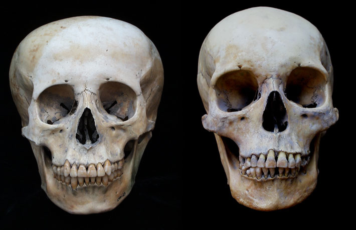 Peru-Skull-Study