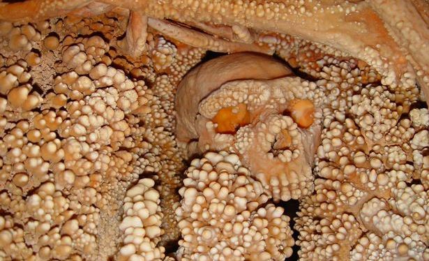 A tiny piece of shoulder bone and stalactite fragments collected from Altamura Man have been tested by researchers led by Giorgio Manzi of the Sapienza University of Rome. The remains, discovered in 1993 by cave explorers, are embedded in the rock and have not been removed from the cave. Only the head and part of a shoulder are visible, and were thought to represent an archaic Neanderthal, which lived in Europe between 200,000 and 40,000 years ago. The new test results, publicized in Phys.org, support the identification of the individual as a Neanderthal who may have fallen in a well and gotten stuck. Uranium-thorium dating revealed that the calcite in the stalactite fragments was formed 172,000 to 130,000 years ago. DNA from the bone sample is thus the oldest ever recovered from Neanderthal remains. The next step is to try to sequence the DNA sample.