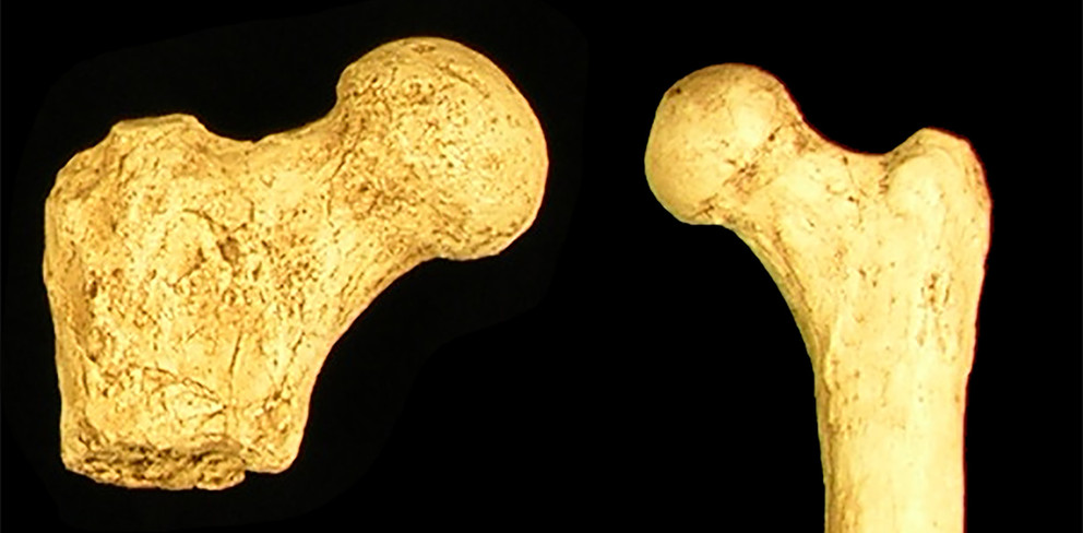 australopithecus sexual dimorphism