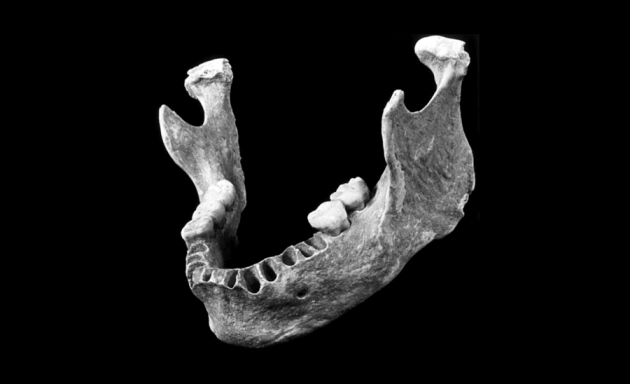 Romanian-Paleolithic-Jawbone