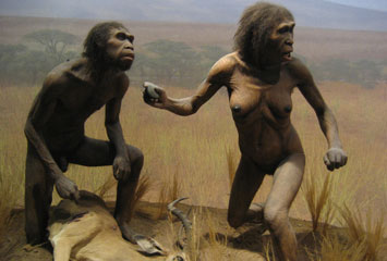 Homo Ergaster Evolution Scavenging