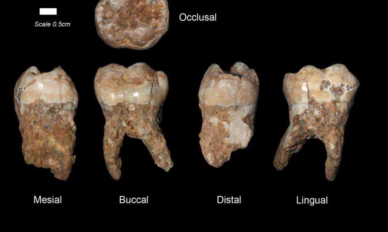 Qesem Cave teeth