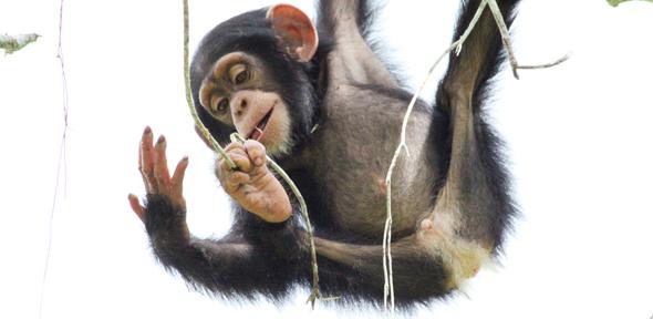 chimpanzee object tool