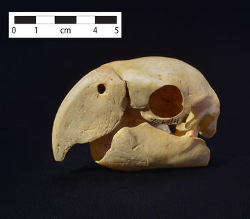 pueblo macaw skull