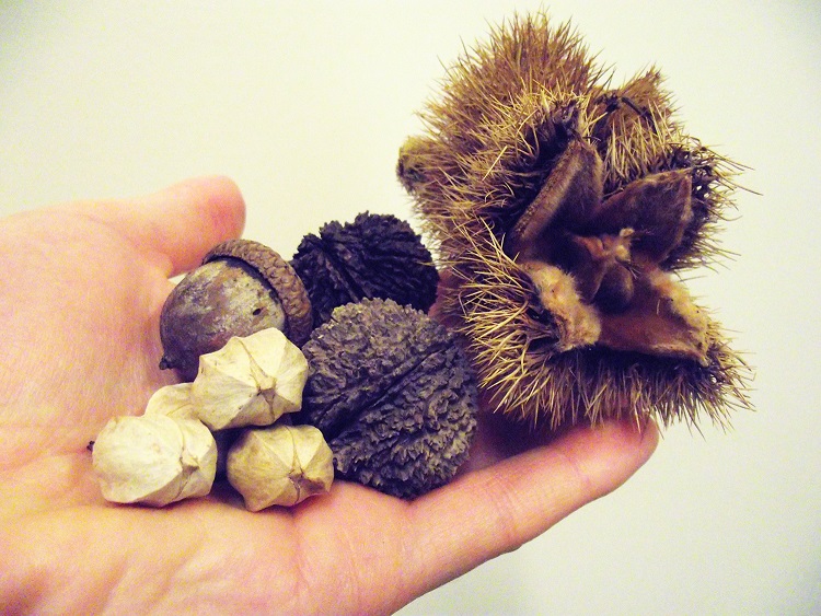 trees edible nuts