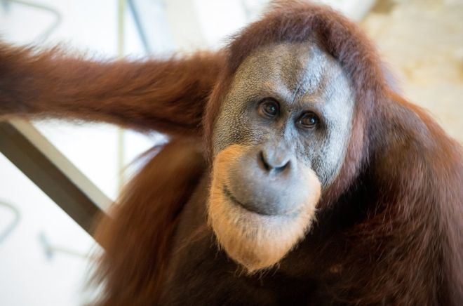 Rocky Orangutang Vocalizations