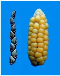 gene maize domestication