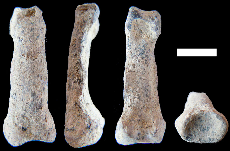 tanzania hand bone fossil