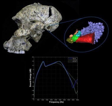 Evolution hominin hearing