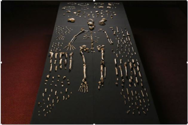Homo naledi fossils2