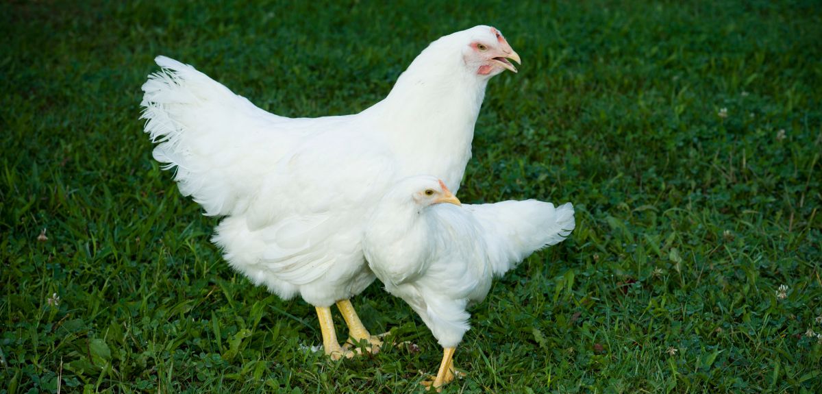 Chicken evolution migration