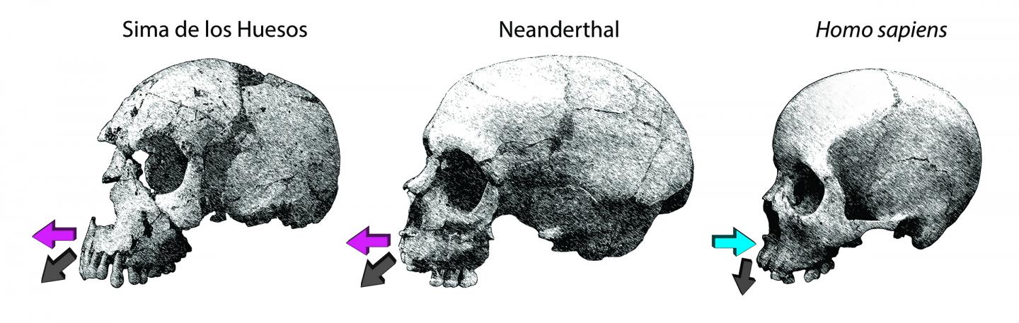 Neanderthal facial skeleton
