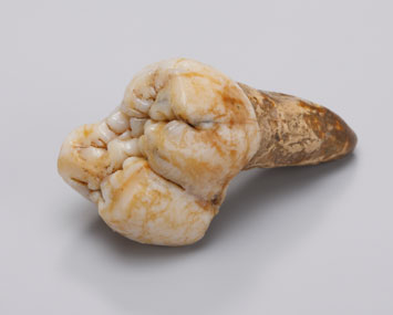 Gigantopithecus Tooth
