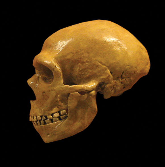 Neanderthal-Epigenome-DNA.jpg