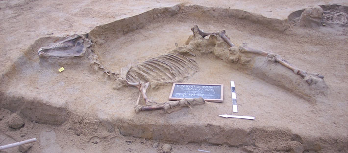Neolithic Horse Burial