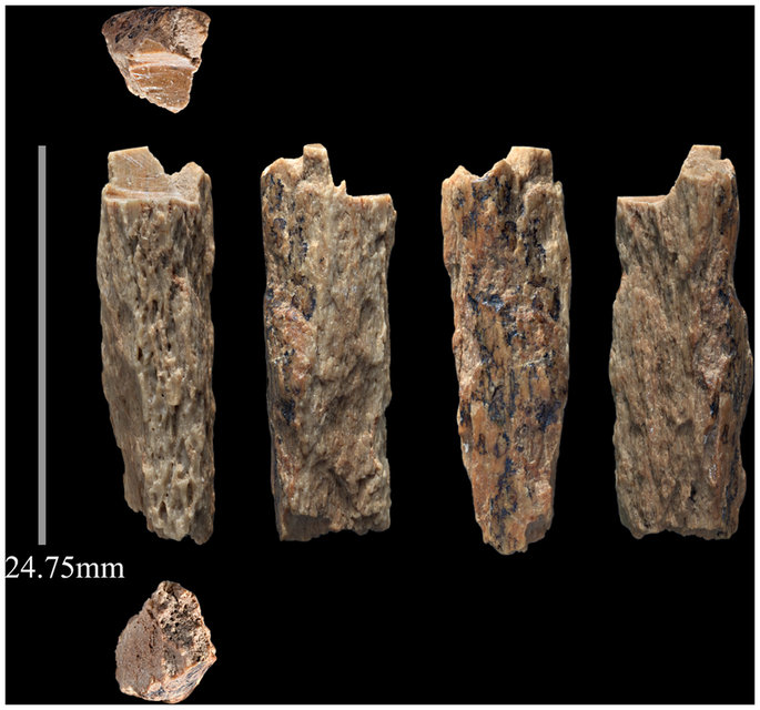 New Neanderthal Bone