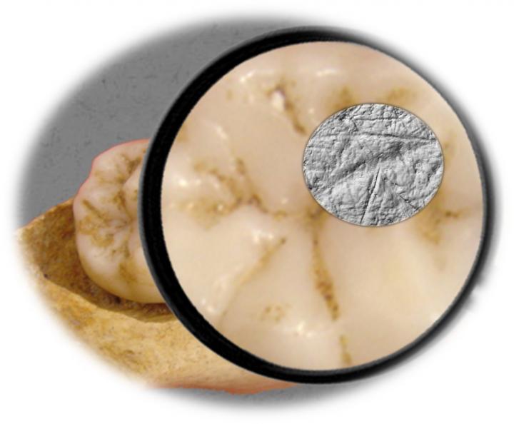 fossil molars diet