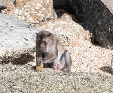 macaque tool use