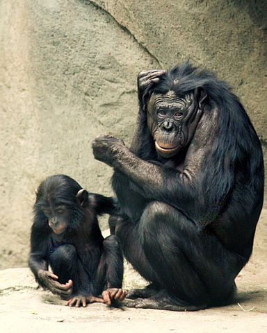 Bonobo bacteria evolution
