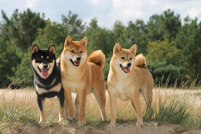 Japan hunting dogs