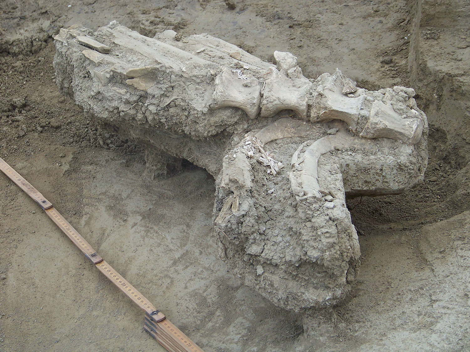 Mexico bison remains