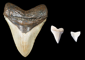 Maya shark teeth