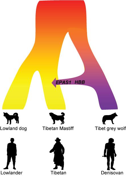 Tibetan Mastiff adaptation