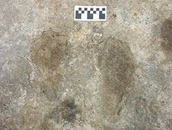 Tibet fossilized footprint