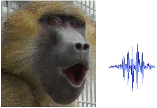 baboons vowels speech